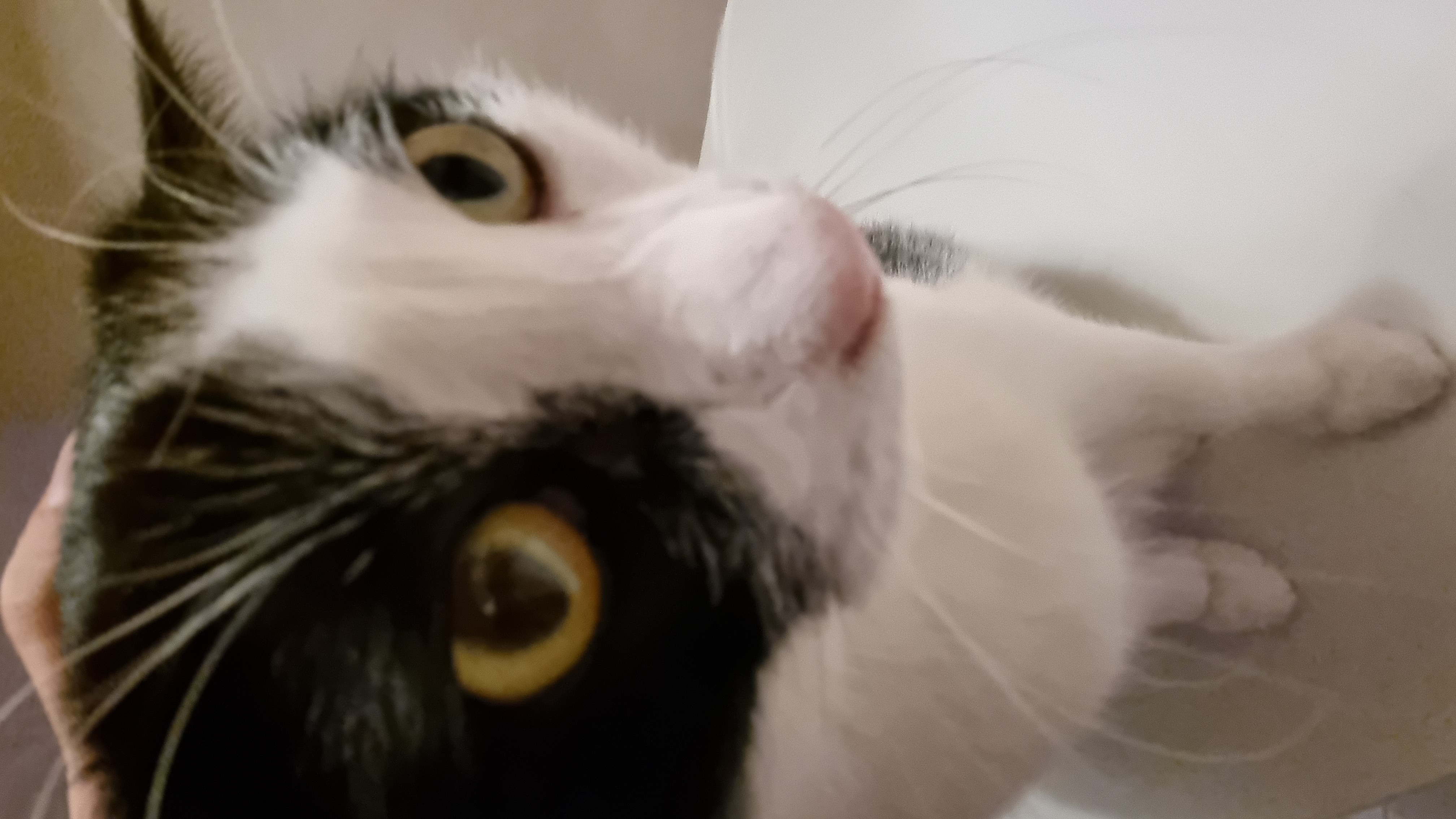 A silly, fisheye-distorted close-up of a black and white cat with orange eyes